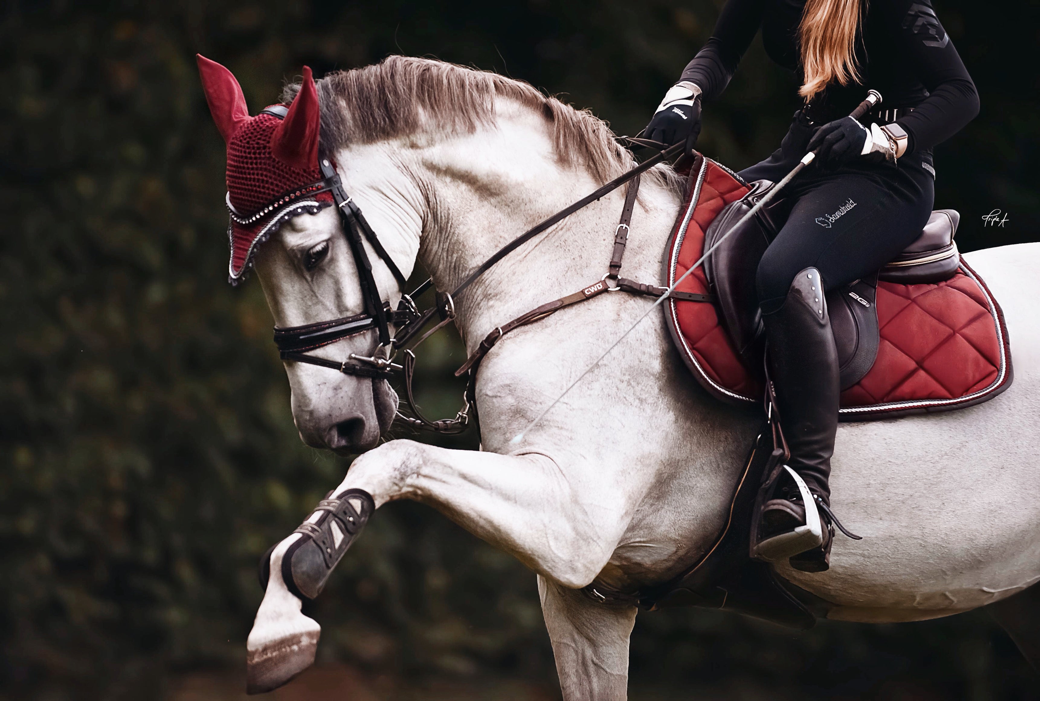 Schabrackenset – BORDEAUX