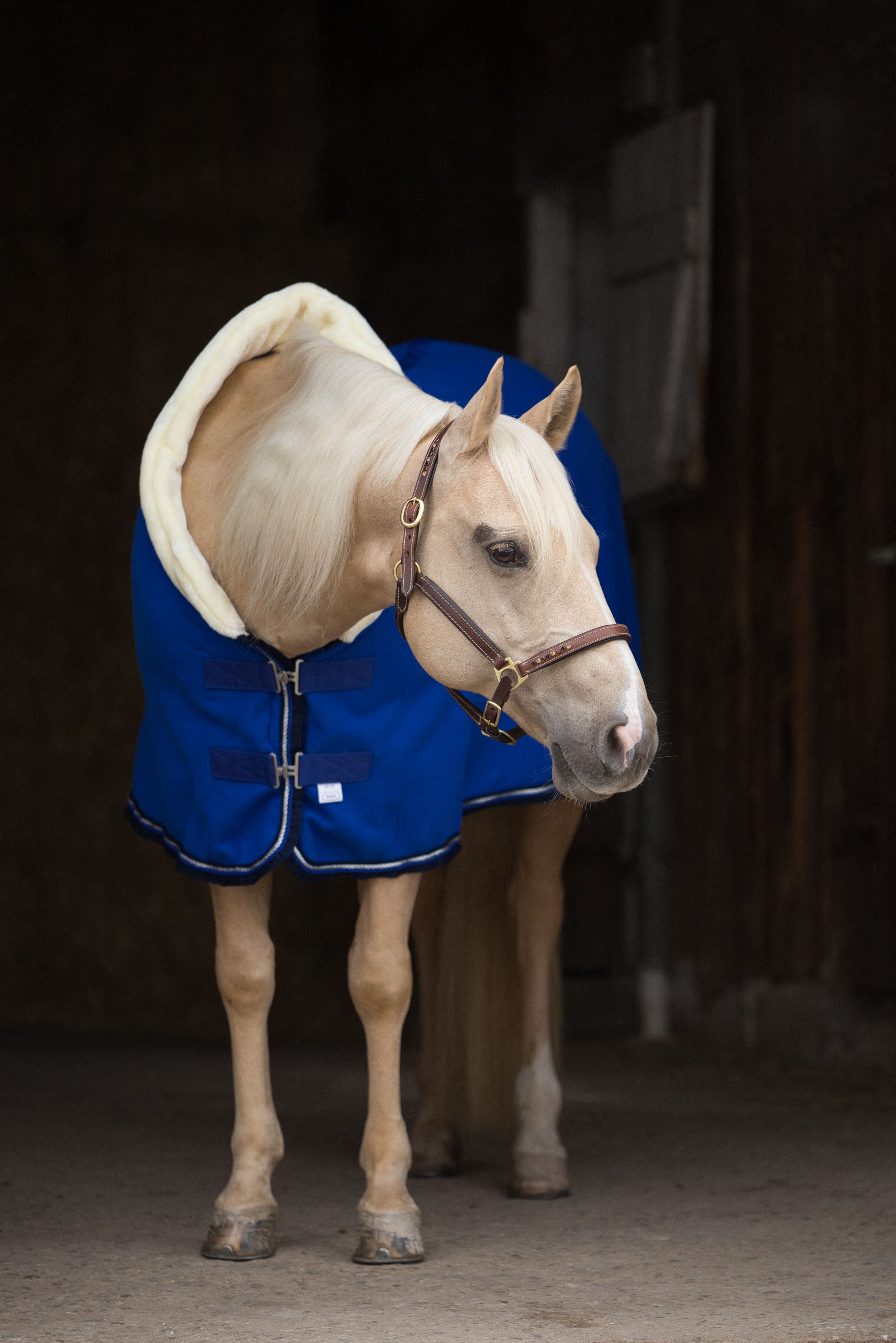 Fleece Abschwitzdecke Royalblau-Blau
